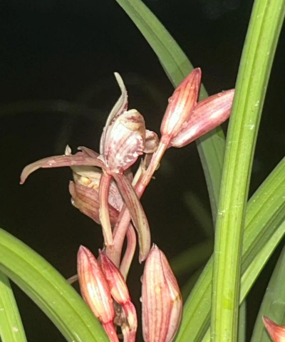 小众送妈妈的花有哪些花