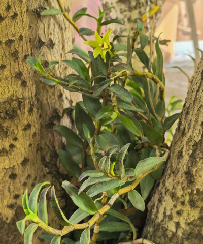 小众送妈妈的花有哪些花