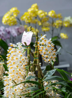 小众送妈妈的花有哪些花