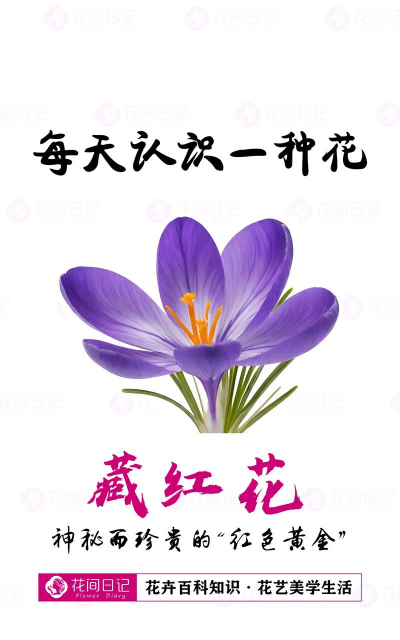 小众送妈妈的花有哪些花