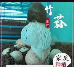 竹荪的种植方法及种子