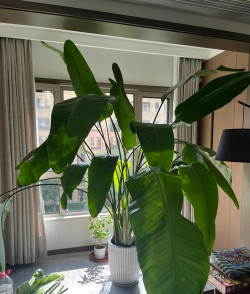 小众送妈妈的花有哪些花