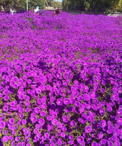 小众送妈妈的花有哪些花