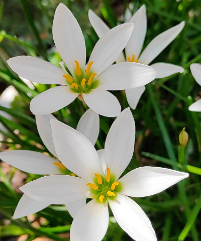 小众送妈妈的花有哪些花