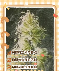 小众送妈妈的花有哪些花