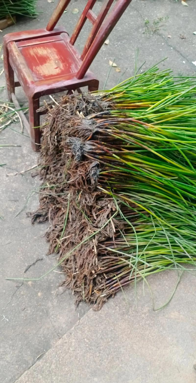 小众送妈妈的花有哪些花