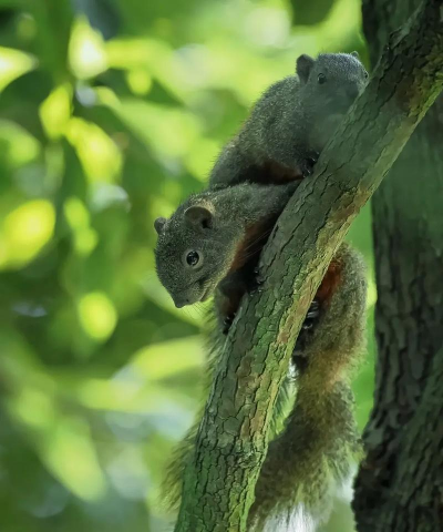 小众送妈妈的花有哪些花