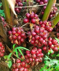 小众送妈妈的花有哪些花