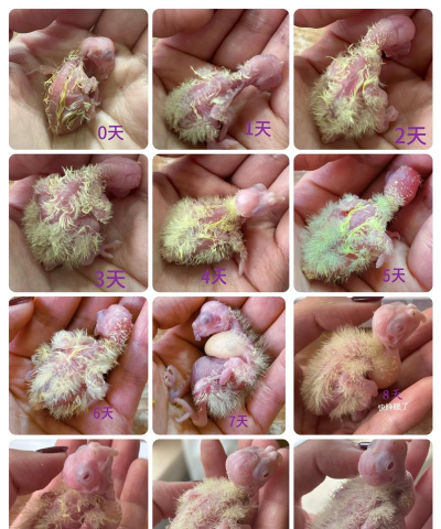 小众送妈妈的花有哪些花