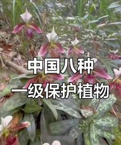 小众送妈妈的花有哪些花