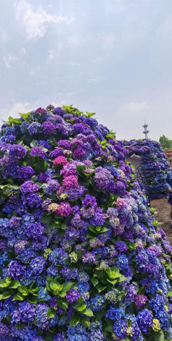 小众送妈妈的花有哪些花