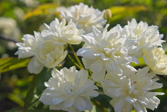 小众送妈妈的花有哪些花