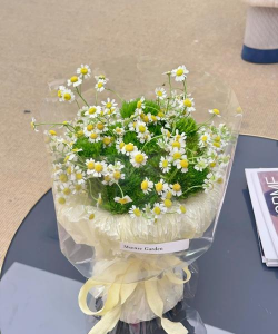 洋甘菊可以送老师吗