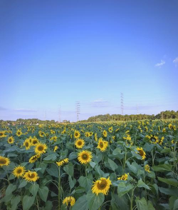 小众送妈妈的花有哪些花