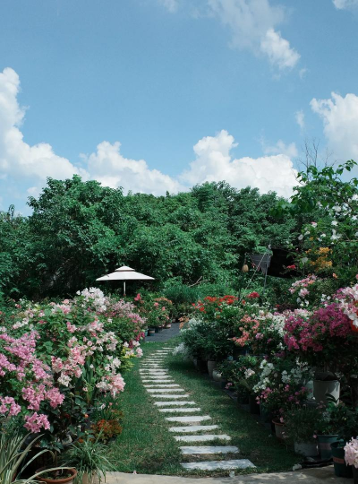 小众送妈妈的花有哪些花