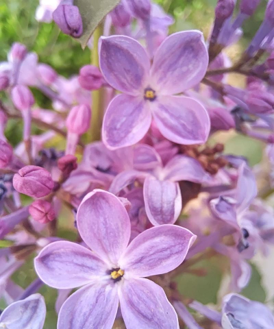 小众送妈妈的花有哪些花