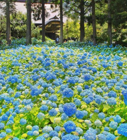 小众送妈妈的花有哪些花