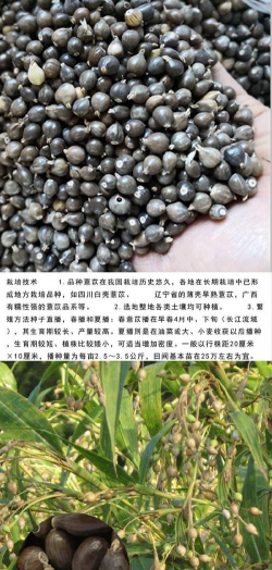 薏仁种子怎么种植方法