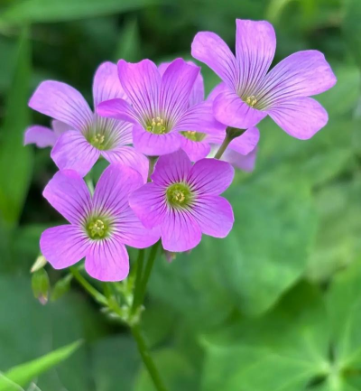 酸浆草开的花有哪些