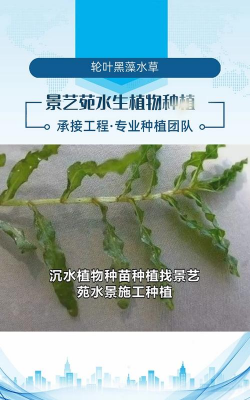 20种沉水植物