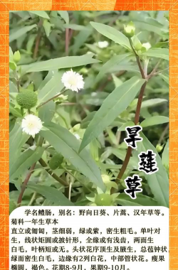 什么什么的旱莲