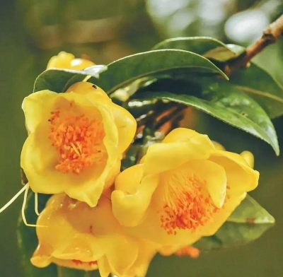 小众送妈妈的花有哪些花