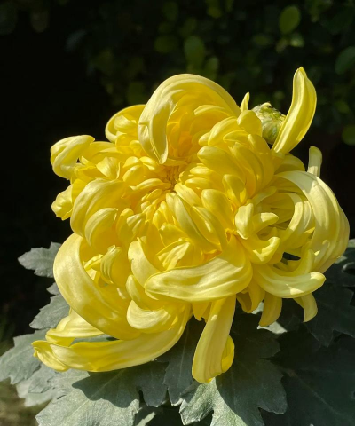 菊花长什么样有什么