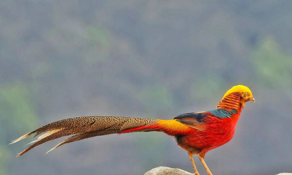 小众送妈妈的花有哪些花