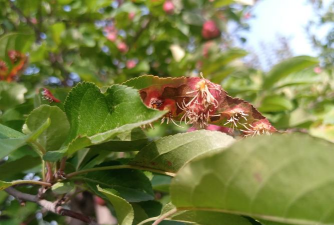 小众送妈妈的花有哪些花