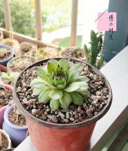 小众送妈妈的花有哪些花