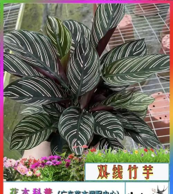 小众送妈妈的花有哪些花