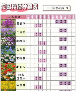 小众送妈妈的花有哪些花