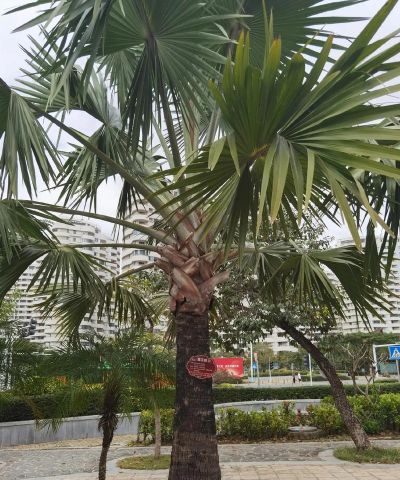 什么得像什么棕榈树