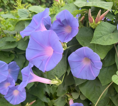 小众送妈妈的花有哪些花