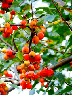 小众送妈妈的花有哪些花