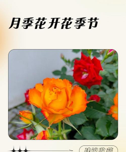 小众送妈妈的花有哪些花