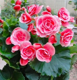 小众送妈妈的花有哪些花