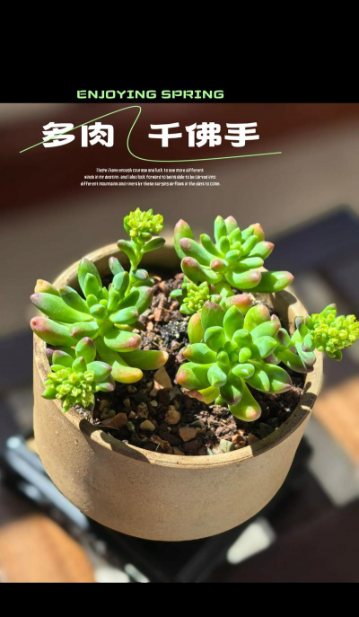 小众送妈妈的花有哪些花