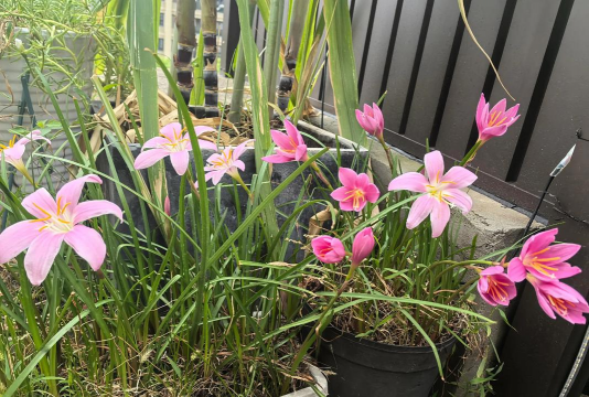 小众送妈妈的花有哪些花