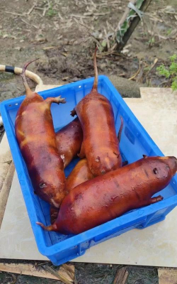 小众送妈妈的花有哪些花