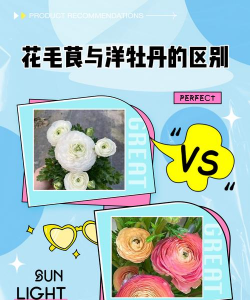 小众送妈妈的花有哪些花