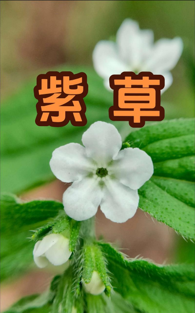 紫什么是什么植物