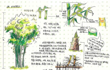 小众送妈妈的花有哪些花