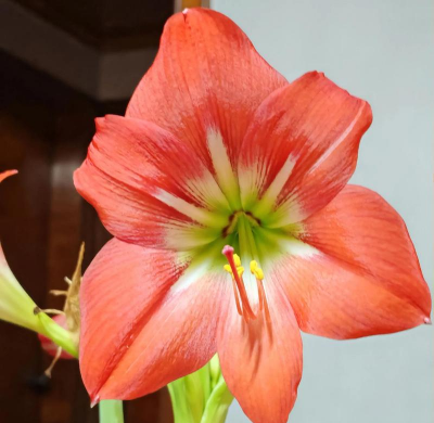 小众送妈妈的花有哪些花