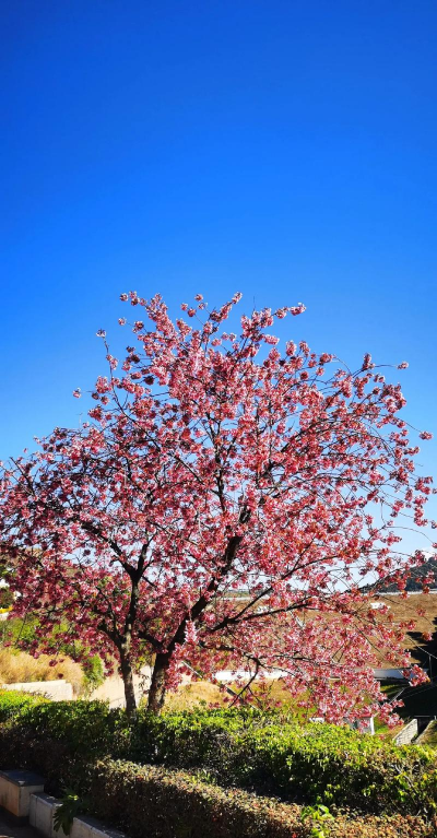 小众送妈妈的花有哪些花