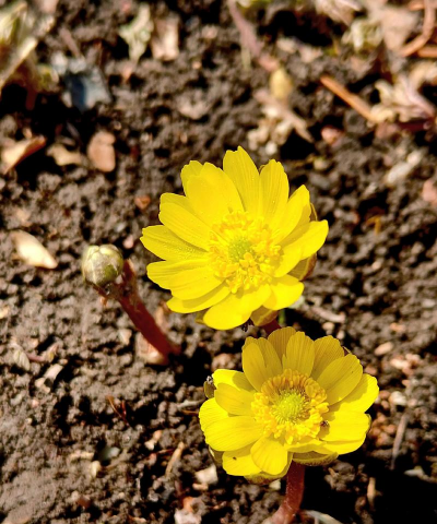 小众送妈妈的花有哪些花
