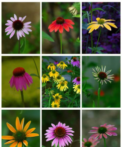 松果菊什么科什么属