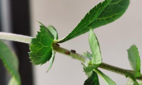 小众送妈妈的花有哪些花