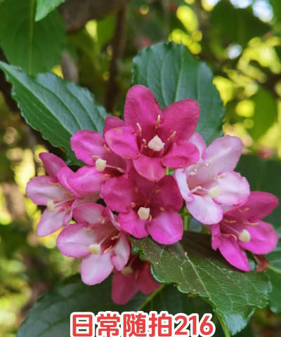 小众送妈妈的花有哪些花