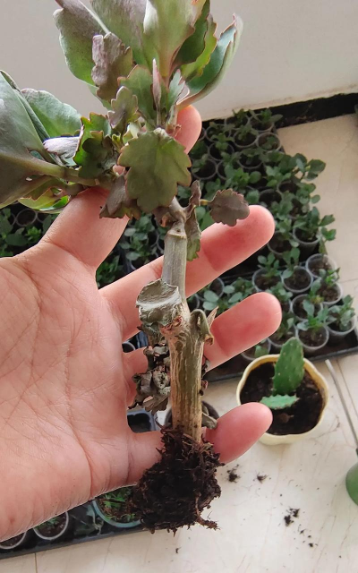 小众送妈妈的花有哪些花